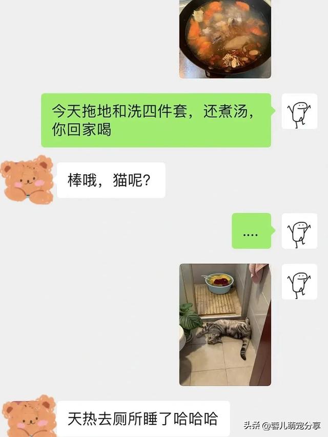 男子吐槽老婆是为了猫才和他结婚的，本来不信，结果哈哈笑喷了！