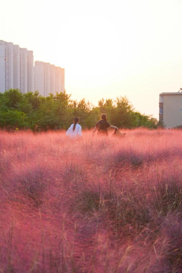 “粉色秘境”已上线！初冬必打卡！位置就在…