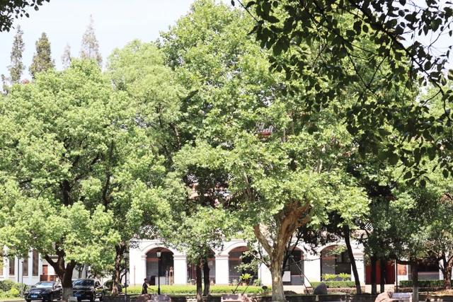 码住！上海0元逛，分享不花钱的citywalk宝藏路线