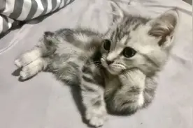 网友说她家小奶猫像个人，我不信，点开一看：请把像去掉图片