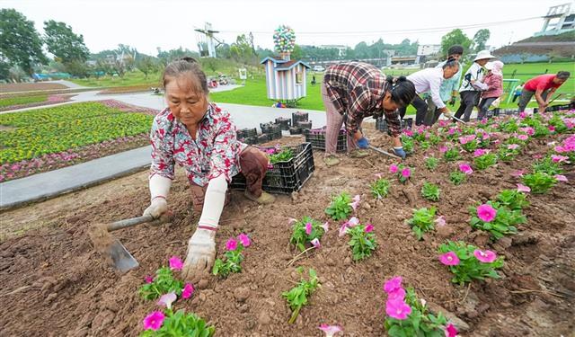 喜迎双节！牡丹樱花世界景区种下 30 万株鲜花