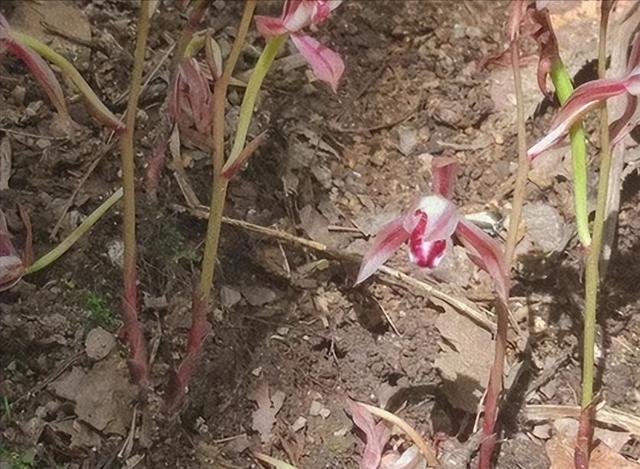 一年仅出现几天！24年四川首次发现“隐身”植物，遇见堪比中彩票