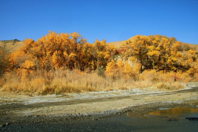 酒泉多坝沟胡杨峡，山势奇特，景色如画，隐藏着大西北的极致秋色