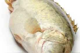 为啥超市的桂鱼都不到1斤，长大一点卖不是更好吗？原因找到了图片