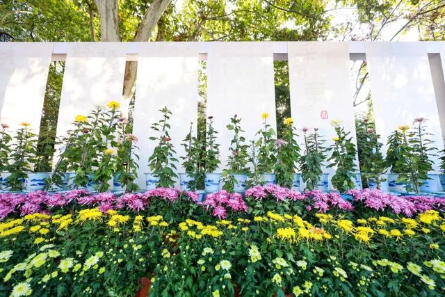 230种“秋韵”上线！拱墅这片花海藏不住了