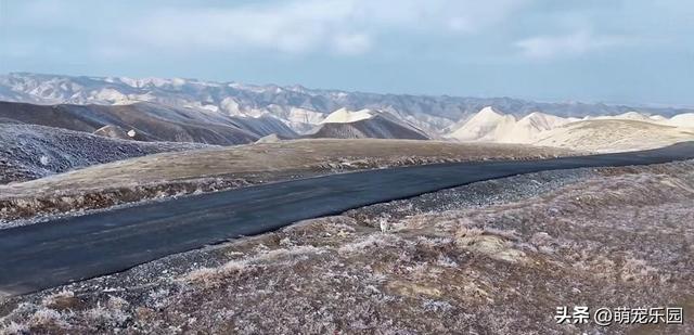 雪花纷飞山林里，小狐狸雪地蹦跳撒欢，天真烂漫模样心里暖洋洋