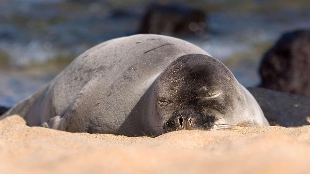 美国国家公园独有的12种神奇野生动物，你见过吗？