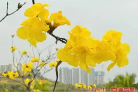 惊喜！黄花风铃木一夜之间爆开了图片