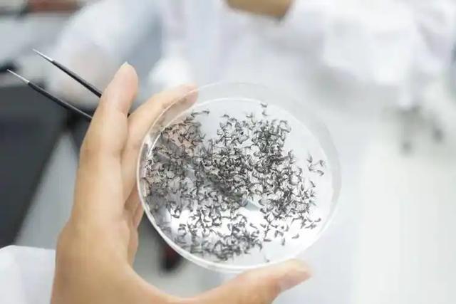 为何你总被蚊子咬？科学家赴音乐节“喂蚊”，揪出4大招蚊习惯