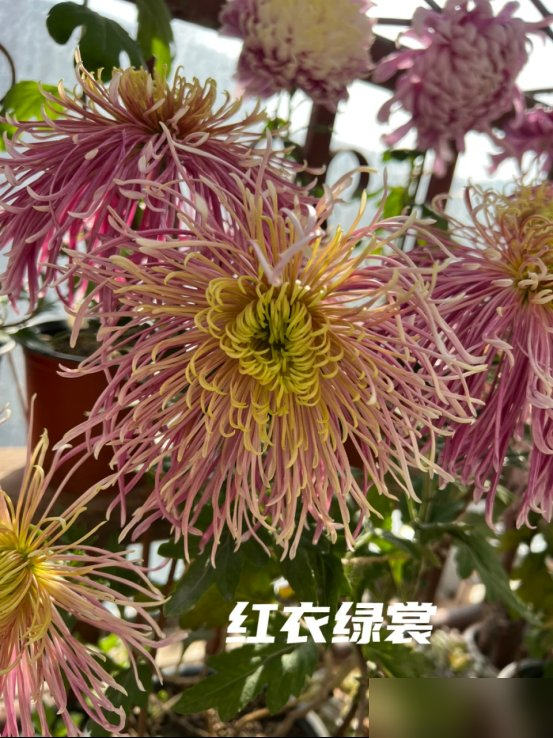 阴花不能进阳宅！这5种花“打死”也不养，家里若有？快挪走！