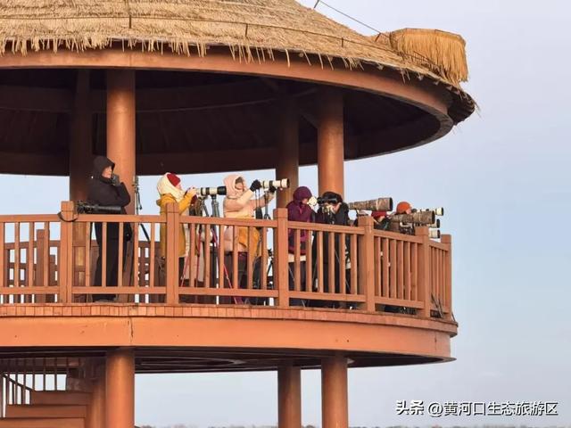 【黄河口生态旅游区】这里不止有“鸟浪” !