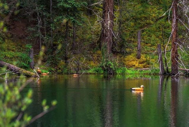 西藏类乌齐秘境徒步：穿越原始松林，邂逅隐居高山湖泊
