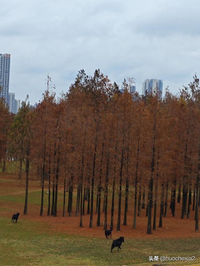 佛山真好逛——火红的小布村