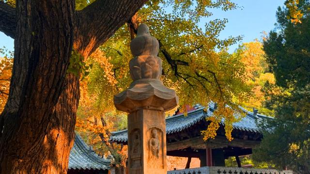 济南灵岩寺千年银杏黄了！这一抹金黄，令人陶醉