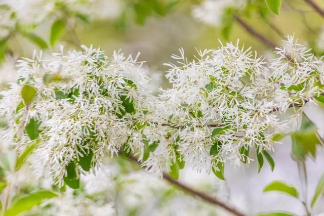 别错过！南京玄武湖“四月雪”盛放，美到窒息