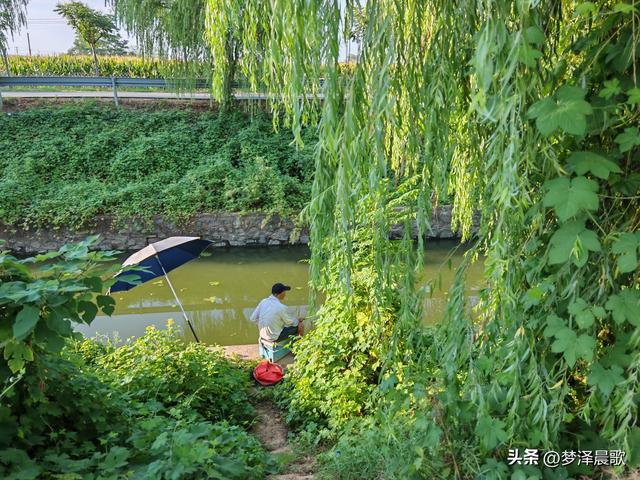 垂柳树下乐逍遥