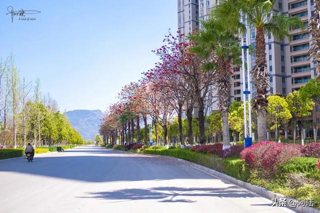 云南保山有条海棠路,种满的却是刺桐花,春日风景堪称一绝