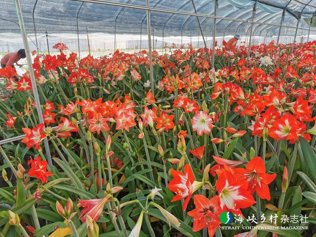 【金牌旅游村】福建｜诏安县司下村：古韵新生 硒香四溢
