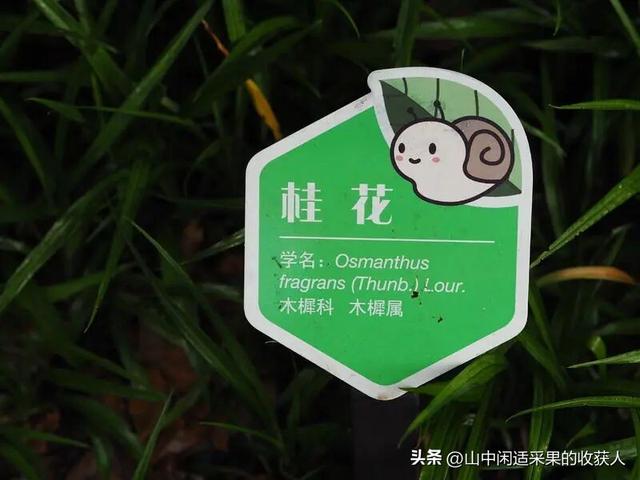 今年桂花开了吗？附近哪里可以看？