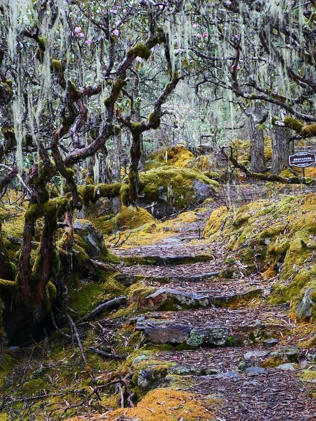 “冬游西藏”福利拉满！跟着《奔跑吧》游西藏太值了