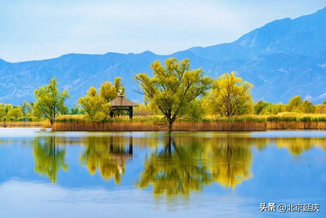 延庆的金色浪漫,就在——