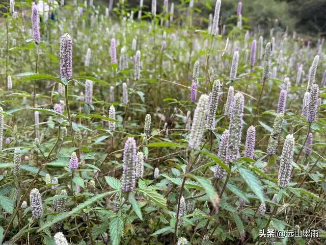 徒步武定香水箐，赏野草香飘、听溪流淙淙，徜徉绿水青山中，惬意