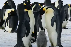 关于帝企鹅你知道多少？图片