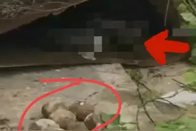 广东一村废弃房屋惊现30斤大蟒蛇孵蛋，消防曾两次捕捉未果！图片