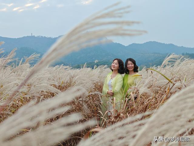 安陆：当银杏遇见芦苇 画框里的诗与远方