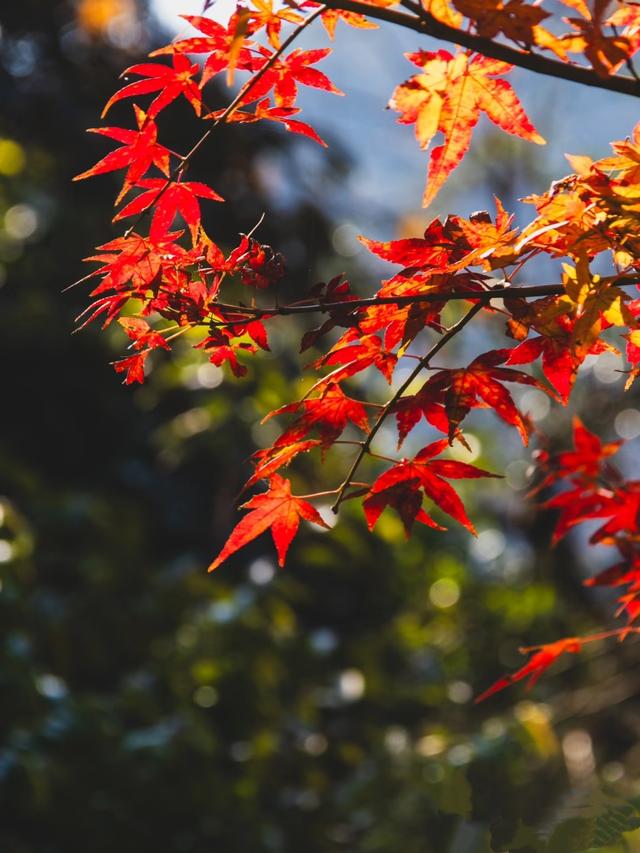 广东哪里赏秋？四条绝美自驾路线遇见南国红叶黄叶