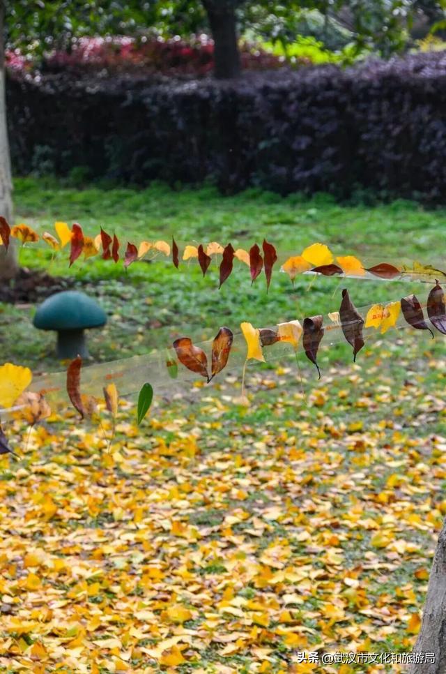 芦花不够看？江滩的银杏已经美疯了！