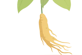 药交会倒计时6天，走进禹州道地药材——地黄图片