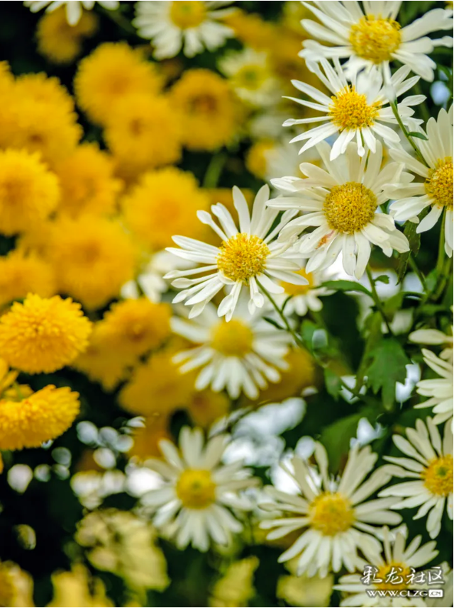 昆明大观公园｜金秋菊花展，旅拍很出片！（附攻略）