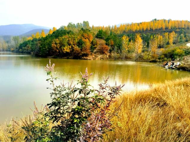 什么叫层林尽染？马谷田镇义和寨东边的堰塘寺告诉您！