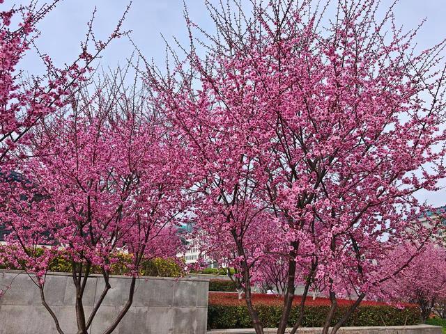 一夜满开！武大樱花提前“破题”，2026赏樱窗口期精准卡位