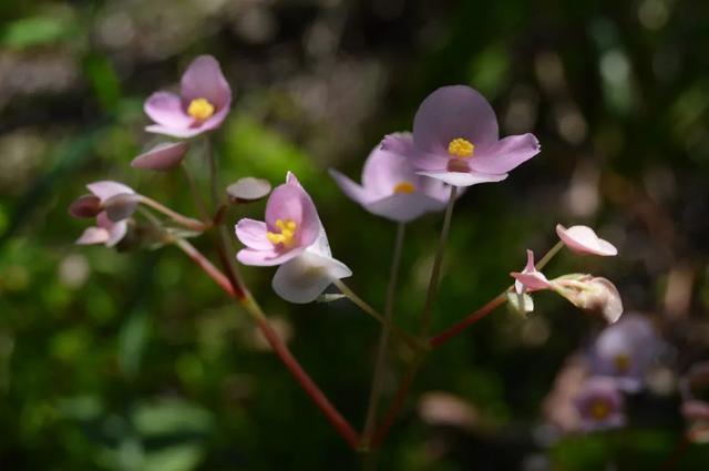 丹霞山秋冬攻略｜一场让手机内存爆掉的视觉暴击之旅，解锁四季皆宜的地质奇观新体验