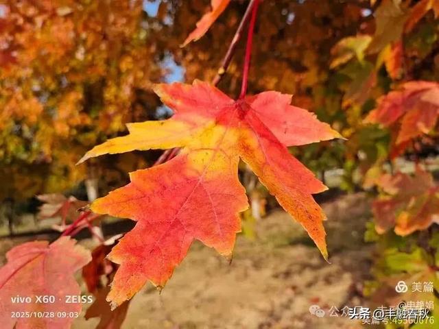 丹枫映秋，枫彩满楼｜申艳娟