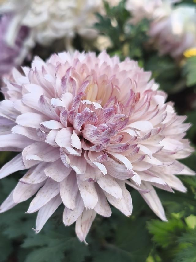 生活日常分享，独自赏花经历，以供大家娱乐