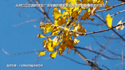 我愿称腾冲为秋季的天花板！银杏、温泉、古镇，来过的人都不想走