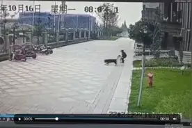 恶犬来袭，如果你不会打狗棒，那就要懂得这些驱狗术图片