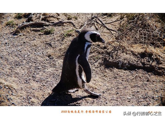 南极南美三国行游影记（77）—阿根廷旁塔汤布国家公园（四）