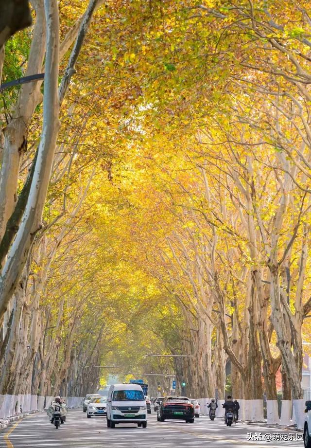 汉口林荫道秋装惊艳，法国梧桐金黄如梦，老武汉人 yearly 狂欢
