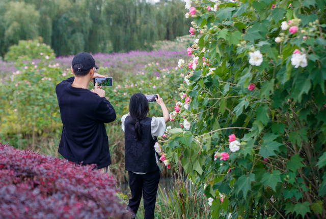 芙蓉花开醉蓉城，深秋美景胜似春