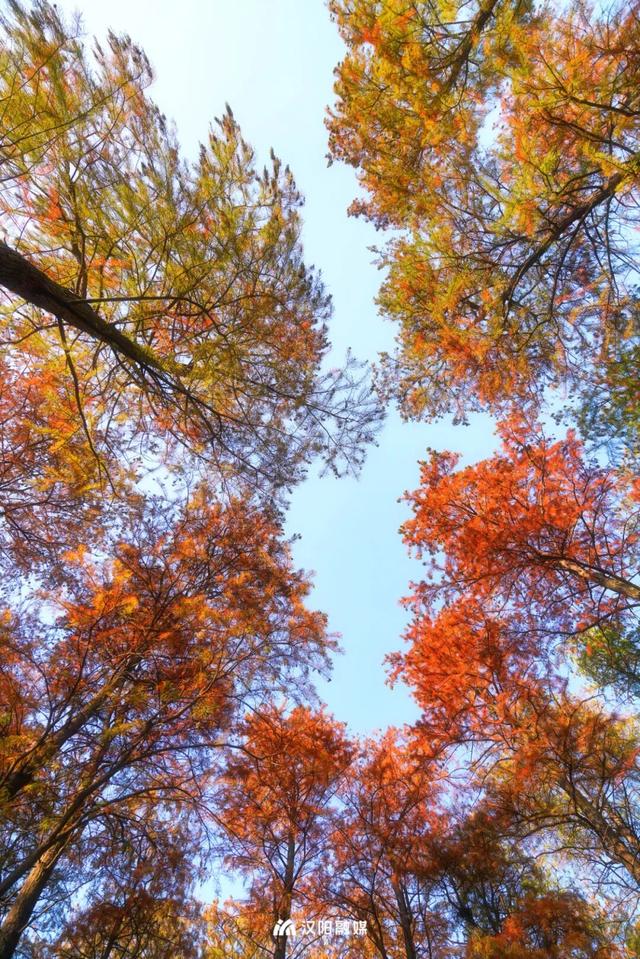 武汉城中心的彩叶秘境，在汉阳藏不住了！