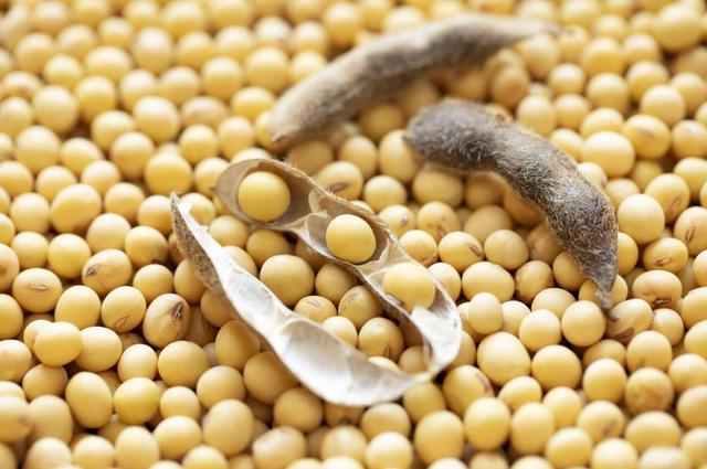 终于低下高贵头颅，美国公开表示：若中国要大豆，希望先找美国