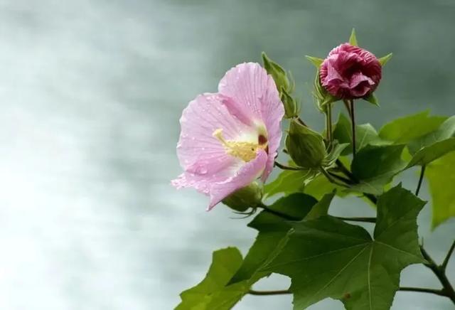 冬日“顶流”大片盛开!超级出片→