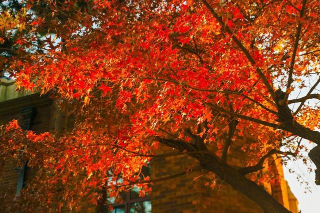 长春松苑宾馆：枫景如画醉游人