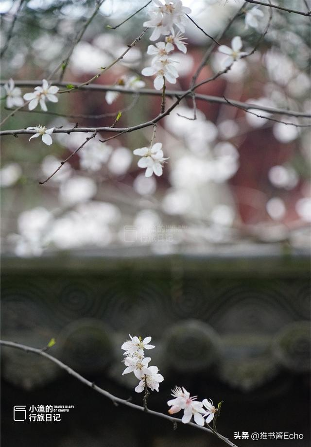 地铁直达！西安“顶流”山桃花，花开成瀑！这才是长安最美春天！