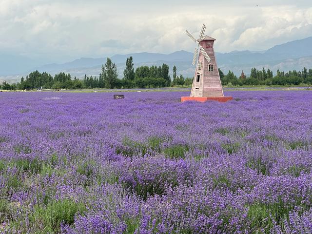 印象新疆——薰衣草园和天山花海