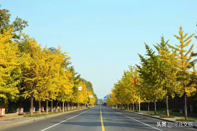 收藏！秦皇岛“银杏观赏地图”出炉，这八处胜地解锁璀璨深秋~
